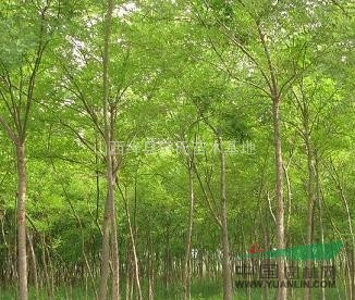 供應(yīng)香花槐