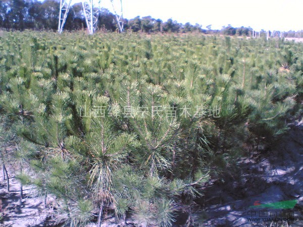 供應(yīng)香花槐