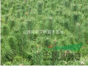 供應(yīng)50公分-7米油松