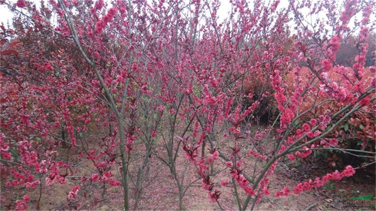 安徽小香樟，小桂花，欒樹，碧桃，楓香，紅葉桃，紅白玉蘭等。