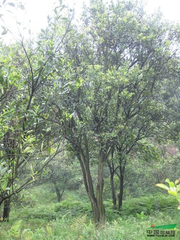 椪柑树，高6米，蓬径4-5米，地径25公分以上