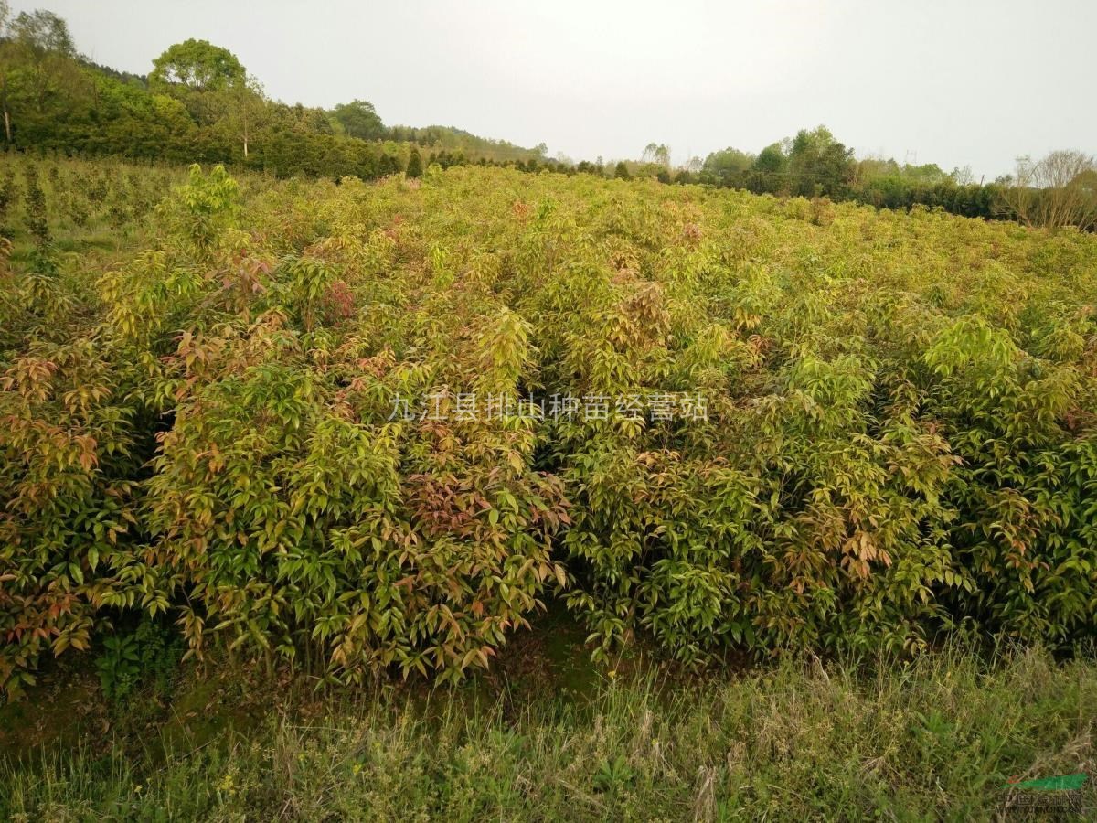 紅翅槭基地