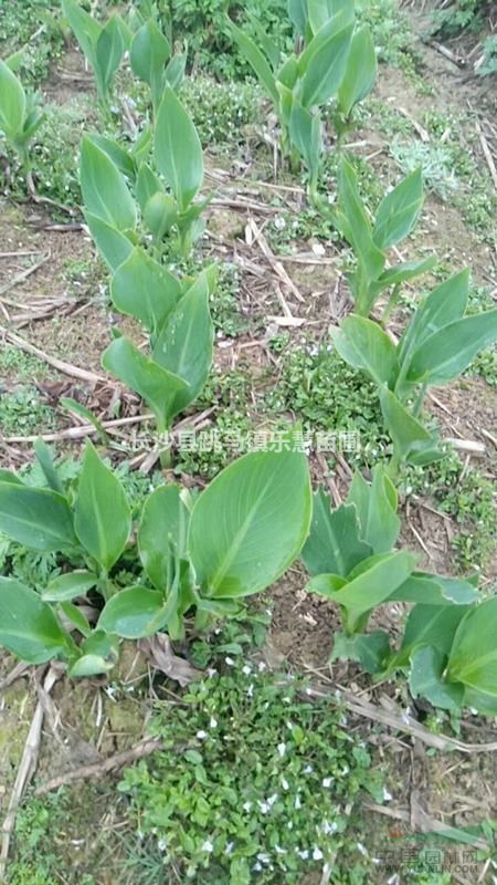 湖南多年生草本植物美人蕉紅色 凈化空氣