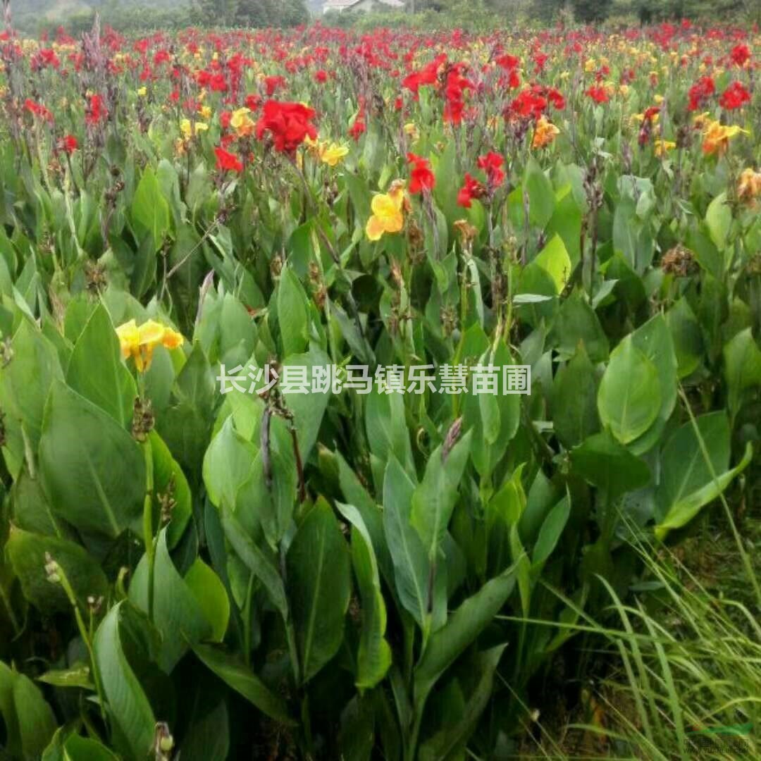 湖南多年生草本植物美人蕉紅色 凈化空氣