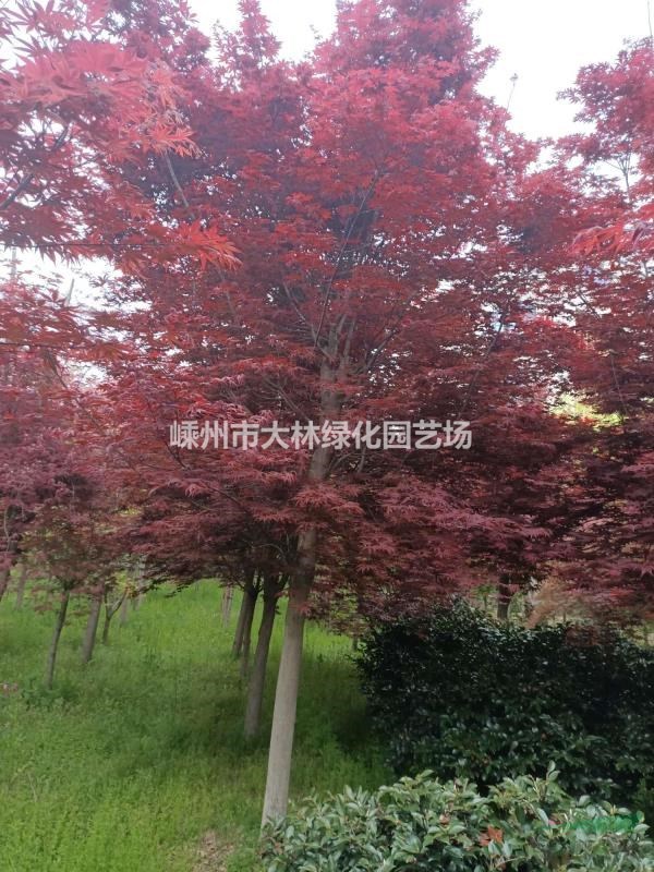 10---15公分三季红红枫、羽毛枫