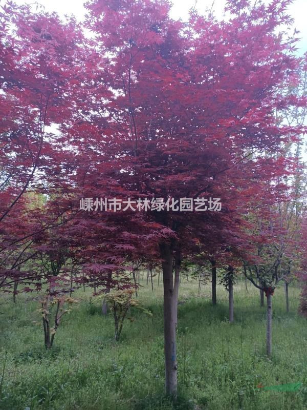 10---15公分三季红红枫、羽毛枫