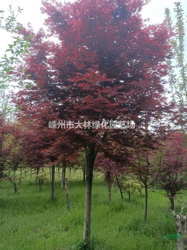 10---15公分三季红红枫、羽毛枫