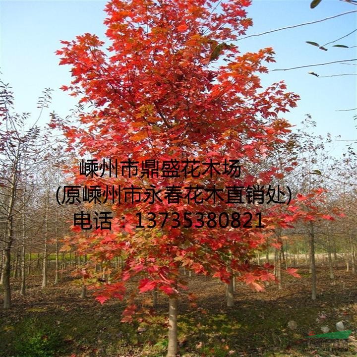 大量提供 3cm-13cm的美國紅楓，常年紅紅楓。。。。