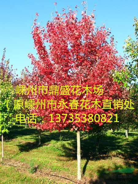 大量提供 3cm-13cm的美國紅楓，常年紅紅楓。。。。
