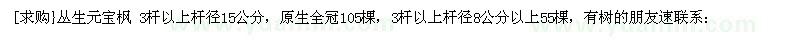 求購叢生元寶楓 原生全冠105棵