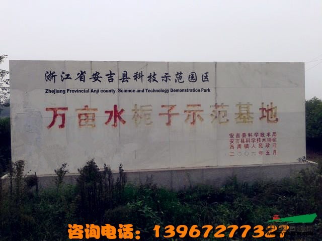 梔子苗