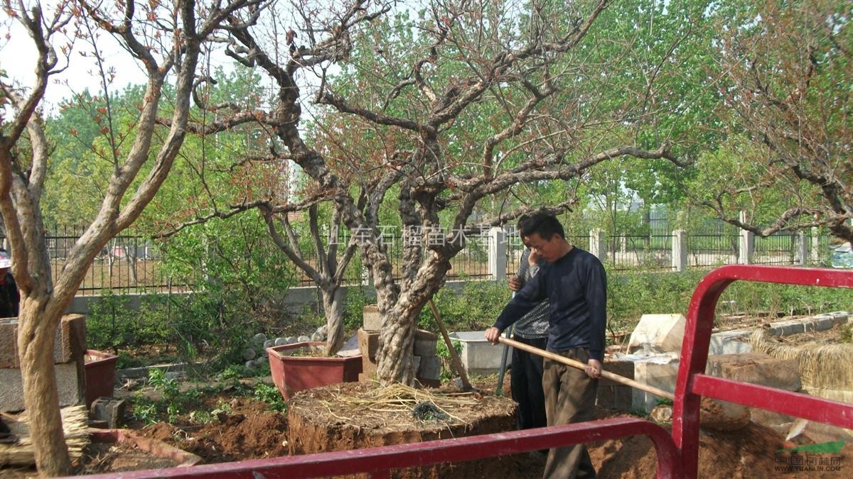 山东石榴树