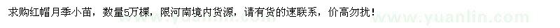 求購紅帽月季小苗5萬棵