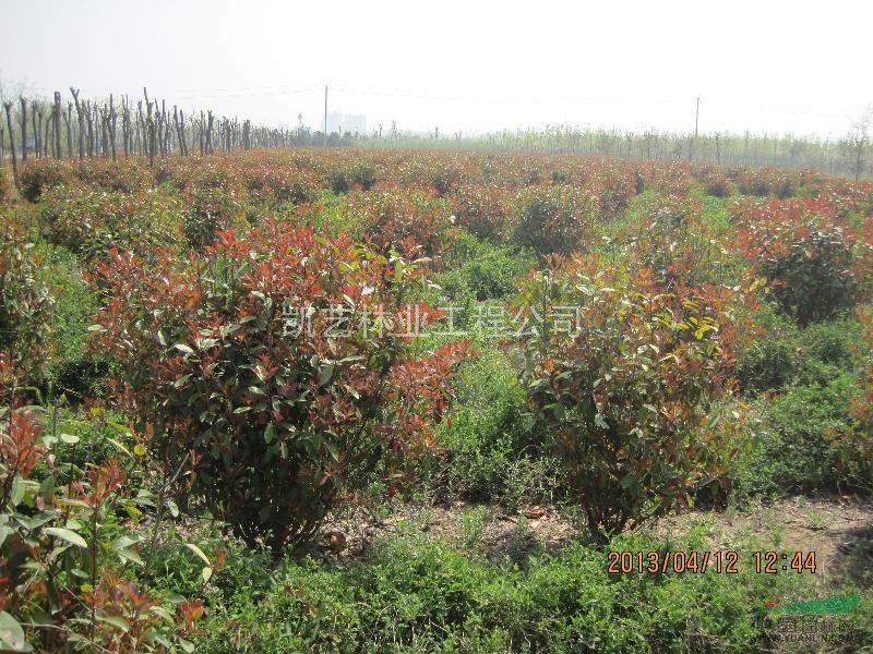 精品石楠   高桿石楠   河南紅葉石楠   鄢陵紅葉石楠