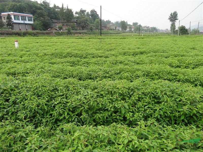 提供：黃葛樹(shù)苗、天竺桂苗、香樟杯苗、搖錢(qián)樹(shù)苗、銀杏苗黃花梨苗