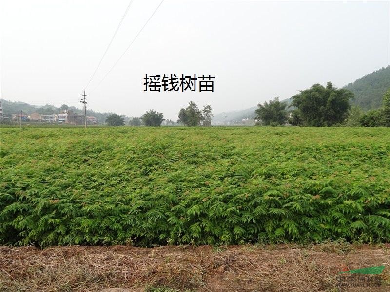 提供：黃葛樹(shù)苗、天竺桂苗、香樟杯苗、搖錢(qián)樹(shù)苗、銀杏苗黃花梨苗