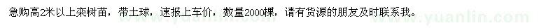 求購2米以上欒樹苗