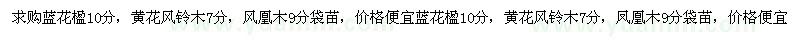 求購藍花楹10分