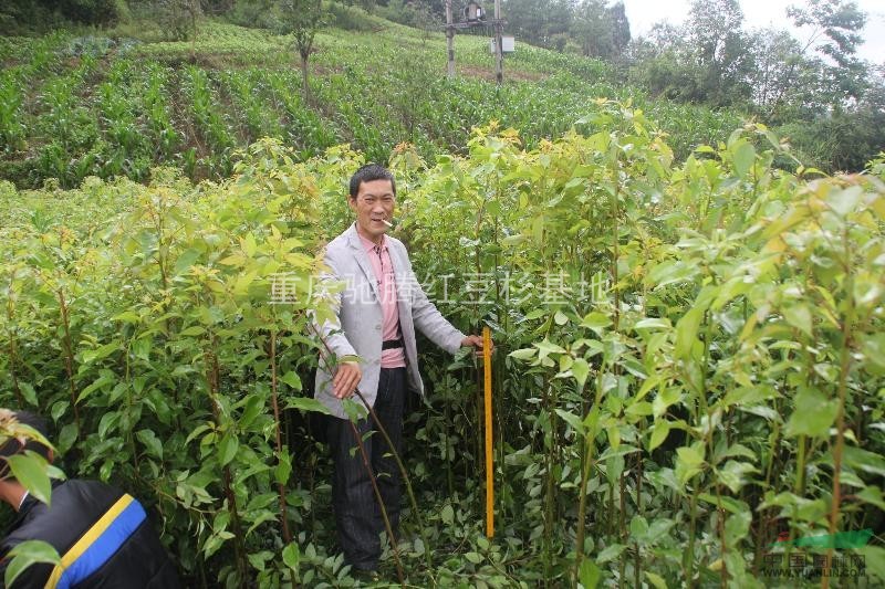 湖北香樟直銷