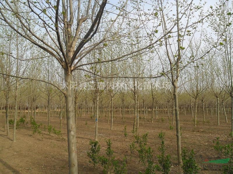 供應(yīng)優(yōu)質(zhì)綠化喬木-法桐-沭陽(yáng)基地