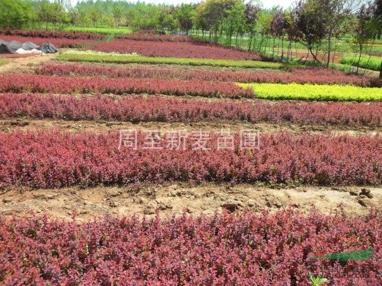 陕西红叶小檗营养钵、大田专业种植供应，西北苗木销售