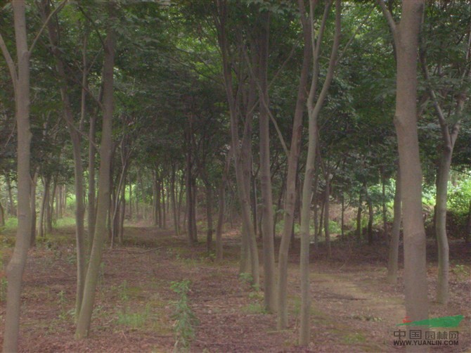 江蘇櫸樹價格，浙江櫸樹價格，上海櫸樹價格