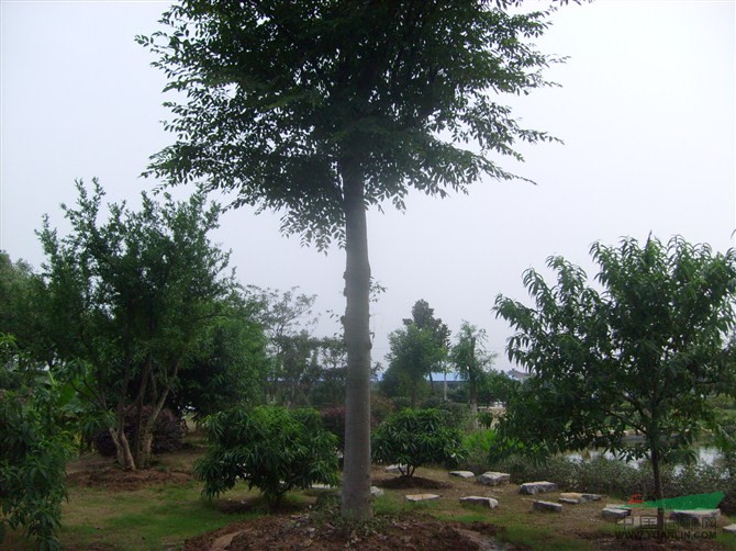 江蘇櫸樹價格，浙江櫸樹價格，上海櫸樹價格