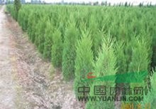 蜀檜  江蘇蜀檜   蜀檜價(jià)格   蜀檜基地   那里有蜀檜