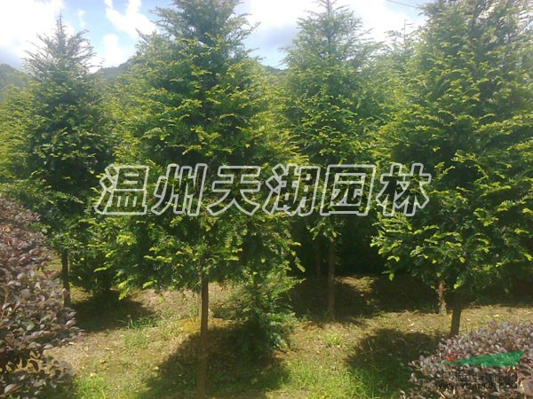 規(guī)格4-8CM  精品紅豆杉，量大