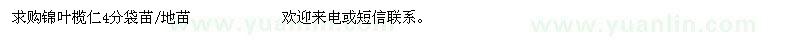 求購(gòu)錦葉欖仁4分袋苗/地苗