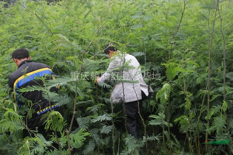 歐洲金合歡歐洲金合歡苗歐洲金合歡小苗歐洲金合歡樹(shù)