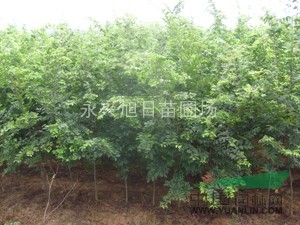 2---3公分櫸樹，紅櫸樹小苗，
