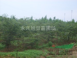 2---3公分櫸樹，紅櫸樹小苗，