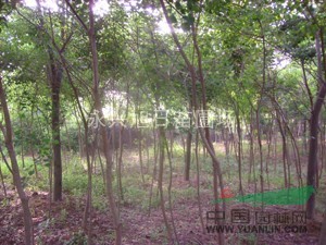 供應(yīng)/櫸樹，欒樹，烏桕，水杉，池杉，落羽杉，樸樹，楓楊，椿樹