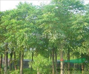 供應(yīng)/櫸樹，欒樹，烏桕，水杉，池杉，落羽杉，樸樹，楓楊，椿樹