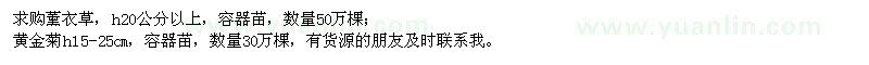 求購薰衣草,黃金菊