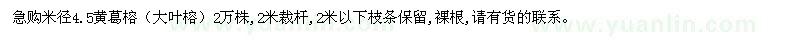 求購米徑4.5黃葛榕（大葉榕）