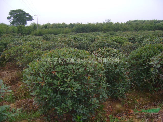 我基地大量供應(yīng)紅葉李，大葉女貞，烏桕，廣玉蘭，樸樹(shù)，紫薇桂花