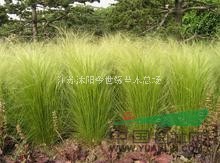 供護(hù)坡植物：細(xì)葉芒