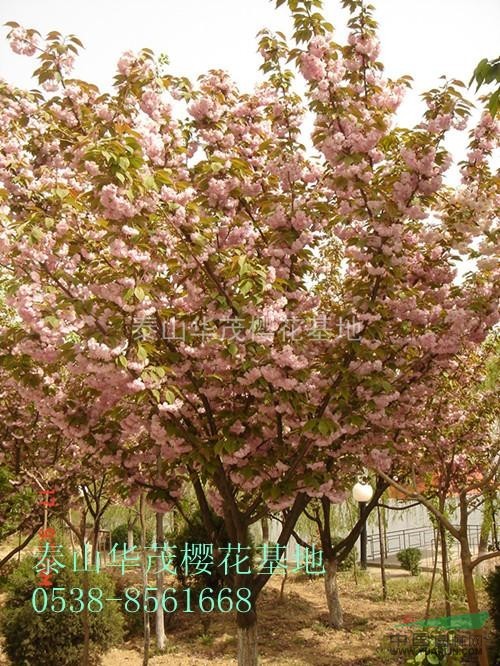 常年出售10-20公分櫻花