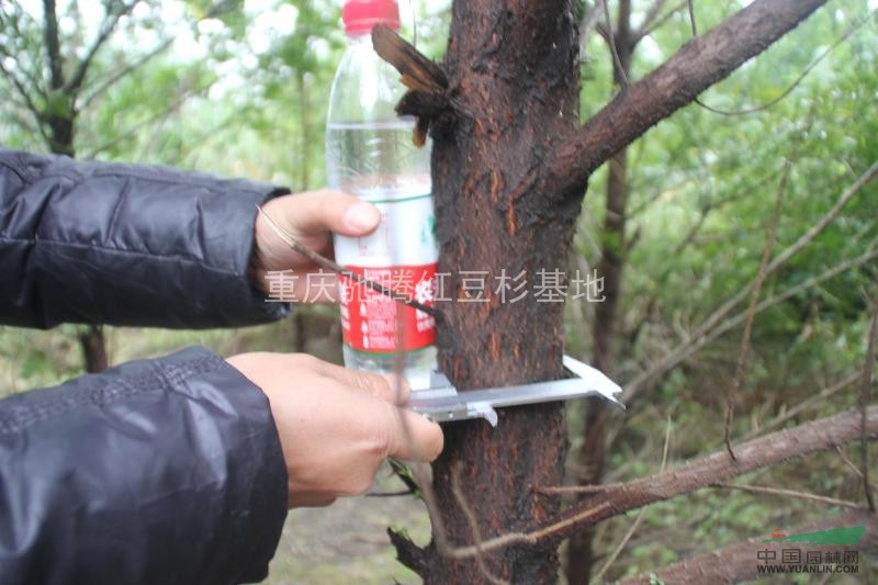 曼地亞紅豆杉小苗紅豆杉苗紅豆杉小苗