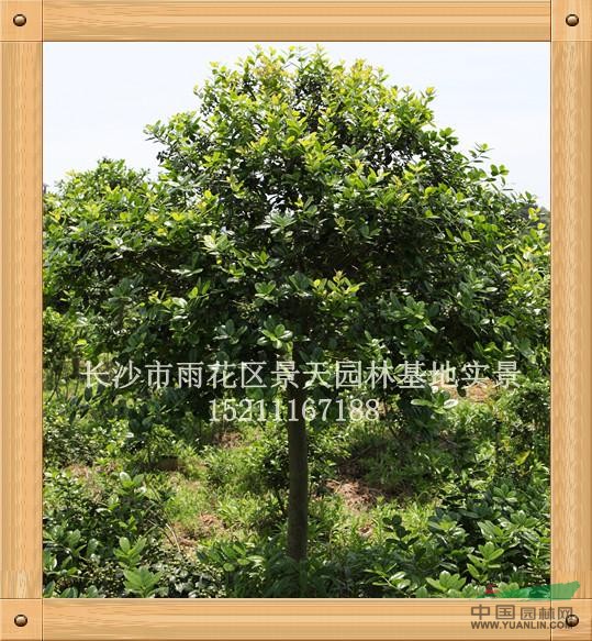 無刺枸骨-高樁球行情報(bào)價(jià)\無刺枸骨-高樁球圖片展示