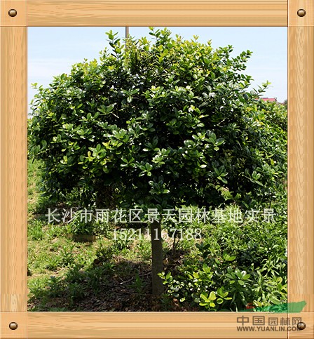 無刺枸骨-高樁球行情報(bào)價(jià)\無刺枸骨-高樁球圖片展示