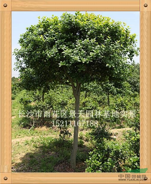 無刺枸骨-高樁球基地景象最新價格/無刺枸骨-高樁球基地景象報價