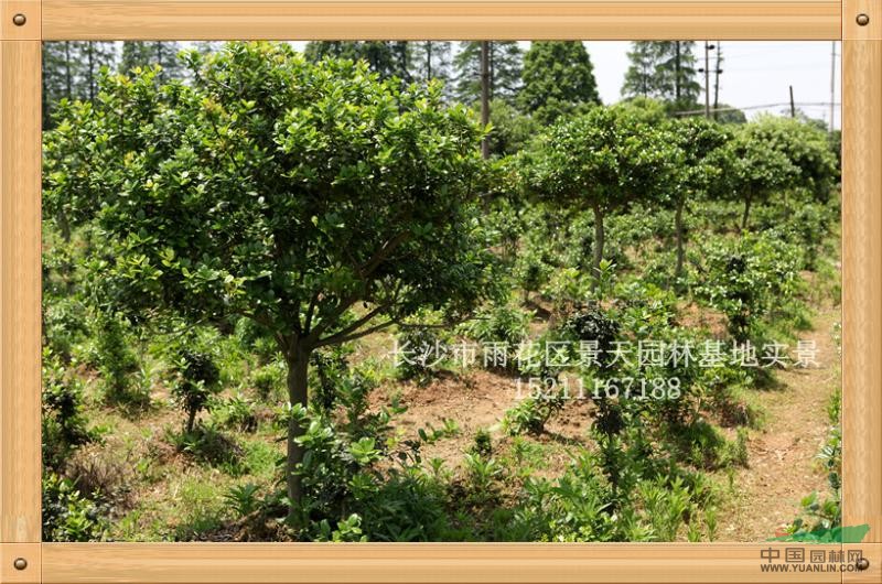 無刺枸骨-高樁球基地景象最新價格/無刺枸骨-高樁球基地景象報價