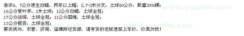 求購速生白蠟、紫葉李、法桐、銀杏