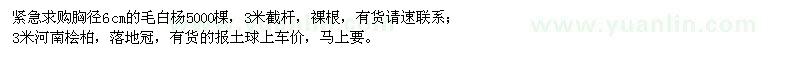 求購胸徑6cm的毛白楊,3米河南檜柏