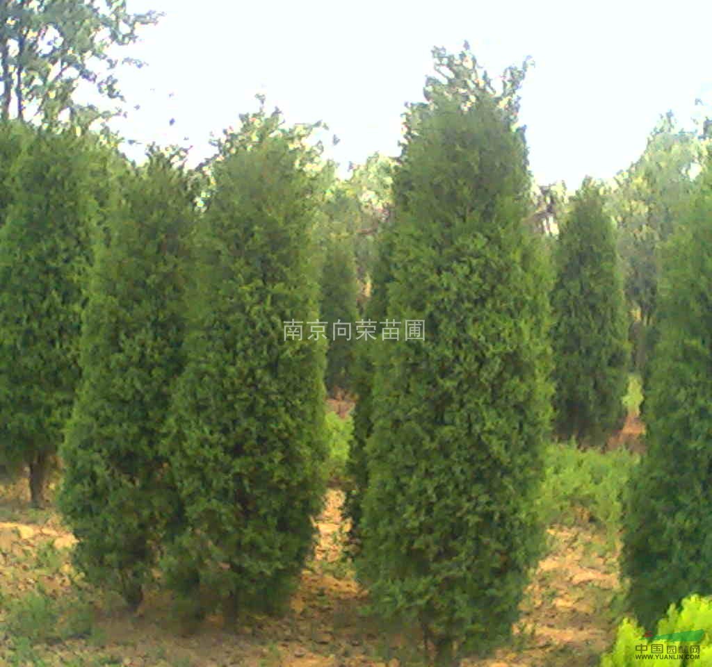 向榮苗圃最新提供蜀檜價(jià)格 蜀檜小苗價(jià)格 蜀檜最新價(jià)格表