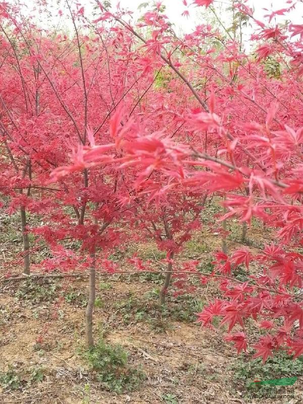 日本紅楓 地徑2cm