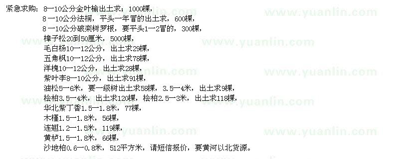 求購金葉榆、法桐、欒樹、樟子松等